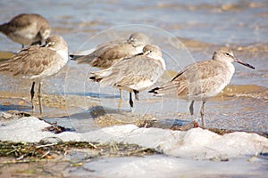 Willets on the Beach