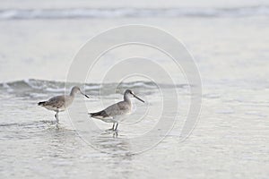 Willets in the ocean