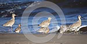 Willets and Red Knots