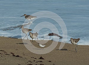 Willets and a Sandpiper