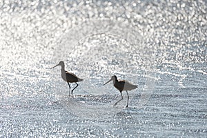 Willets silhoutted in the surf in Califonia