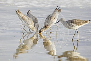 Willets trying to catch a sand fiddler