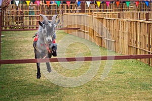 The willful goat is jumping in goat race photo