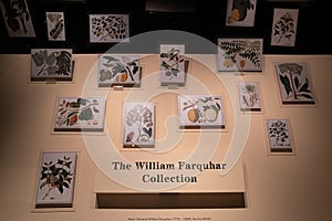 The William Farquhar Collection of Natural History Drawings