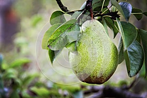 William pear on tree