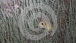 William`s Jerboa Among Weed