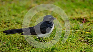 Willie Wag Tail in Australia