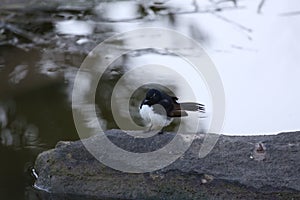 Willie Wagtail