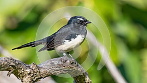 Willie Wagtail