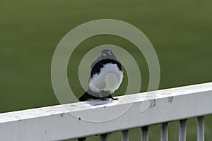 Willie Wagtail Australian wild bird photo