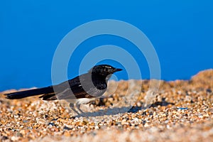 Willie wagtail on beach photo