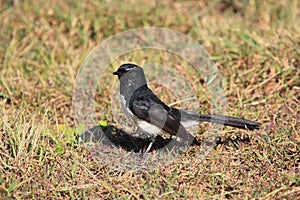 Willie Wagtail bird on dry lawn