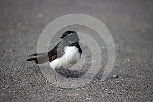 Willie Wagtail, black and white bird on street