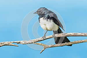 Willie Wagtail on a Branch photo