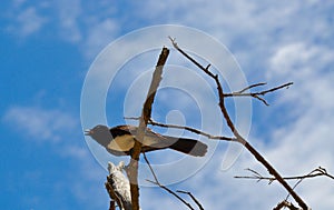 Willie Wagtail Calling Out