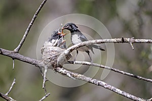 Willie wagtail making one chick very happy