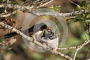Willie Wagtail at nest photo