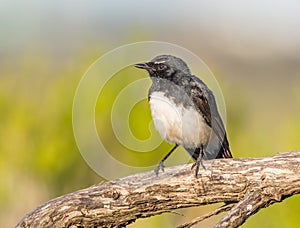 Willie Wagtail on a Perch