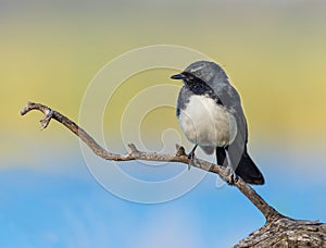 Willie Wagtail on a Perch