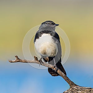Willie Wagtail on a Perch photo