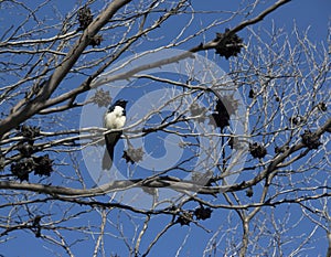 Willie wagtail perched in a dry gum tree. photo