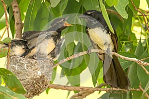 Willie Wagtail Rhipidura leucophrys with nesting young.