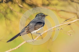 Willie Wagtail photo