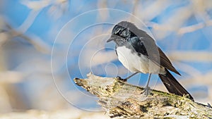 Willie Wagtail on Perch photo