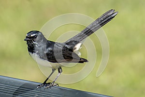 Willie wagtail (Rhipidura leucophrys) perched on a park bench in Brisbane, Australia