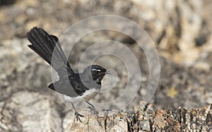 Willie wagtail perched on rock photo