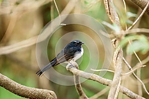 Willie wagtail(Rhipidura leucophrys) small bird sits on a tree branch in a city park