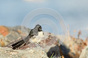Willie wagtail(Rhipidura leucophrys) a small bird sitting on a stone on the river bank