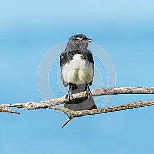 Willie Wagtail on a Twig