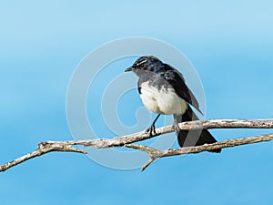 Willie Wagtail on a Twig photo