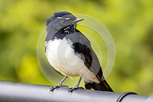 Willie Wagtail photo