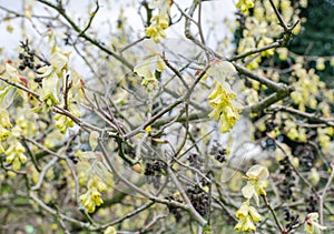 Willmott Winter Hazel Corylopsis willmottiae photo