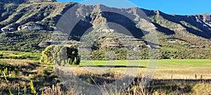 Willo tree in the field