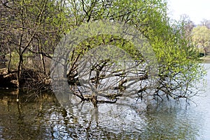 Willow over the water