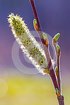 Willow acutifoliate (lat. Salix acutifolia)