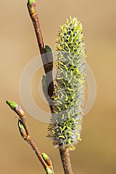 Willow acutifoliate (lat. Salix acutifolia)