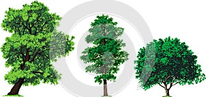 Willow, alder and walnut trees. Vector photo