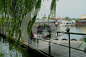 Willow along west lake side hangzhou city