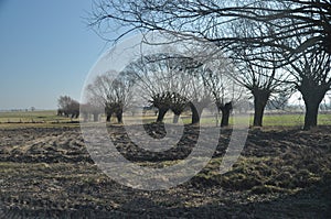 Willow Avenue. Headed willow as landscape. Meadow and backwaters