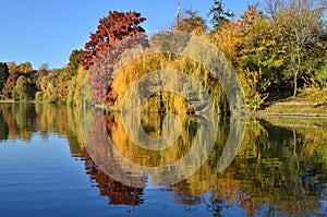 Willow and bald cypress trees reflected in water