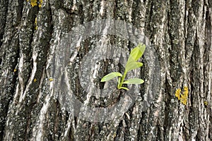 Willow bark closeup