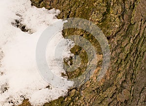 Willow bark covered with snow close up