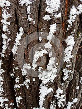 Willow bark in the snow, close-up shot in the park.