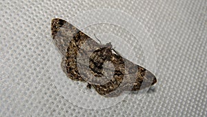 Willow Beauty Moth - Peribatodes rhomboidaria