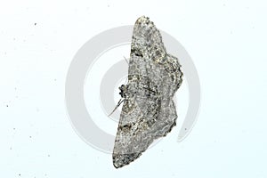Willow beauty moth