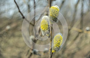 Willow bloom in early spring